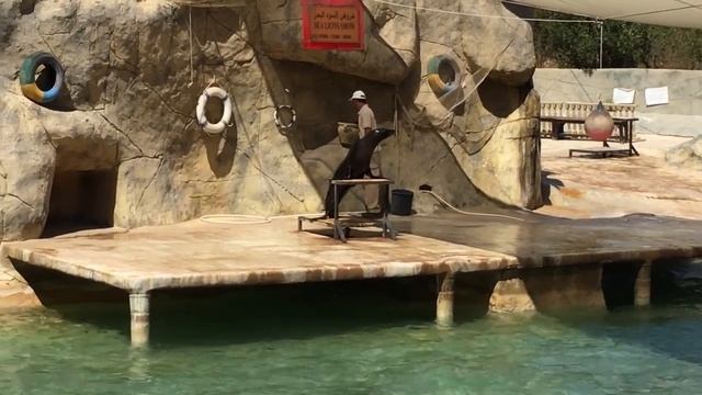 Friguia park Tunisia 2017 Зоопарк Фригия Тунис смотреть онлайн