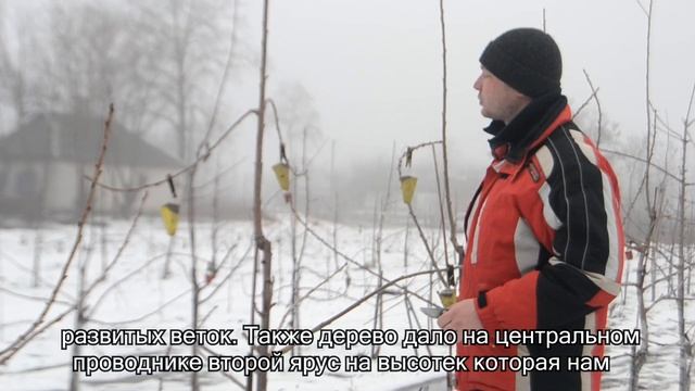 формировка и обрезка черешни всл-2, однолетняя и двухлетняя крона