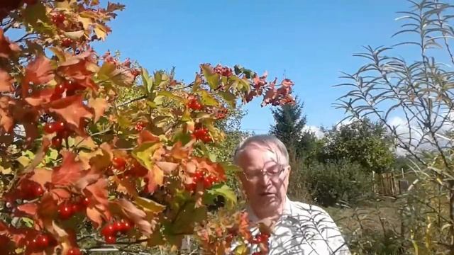 Семядоли Видео 87 смотреть онлайн