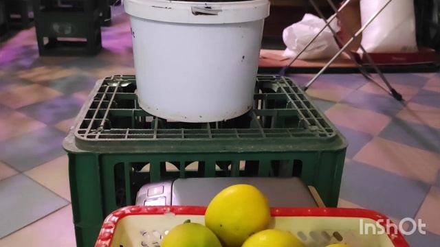 Абхазский лайм, для комнатного выращивания. смотреть онлайн