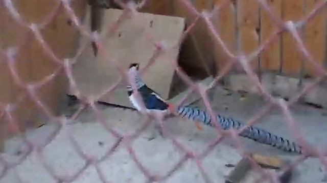 собака и кошка смотреть онлайн