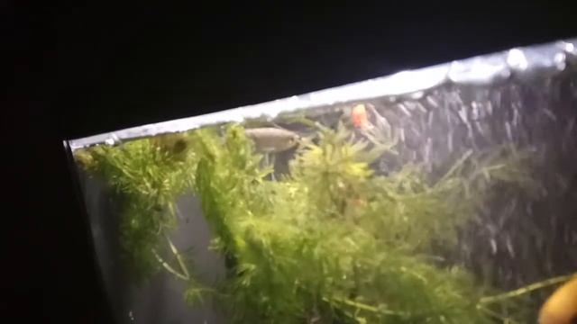 У рыбки слезла чешуя!