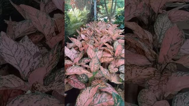 obral aglonema lady valentin смотреть онлайн