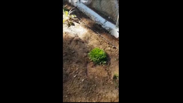 Tutorial para plantar cebollas y lechugas. смотреть онлайн
