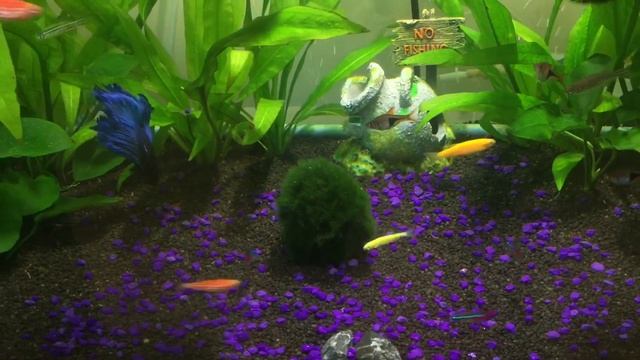 Аквариум 40 (жизнь продолжается) смотреть онлайн