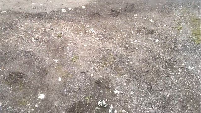 Сотня бабочек капустниц смотреть онлайн