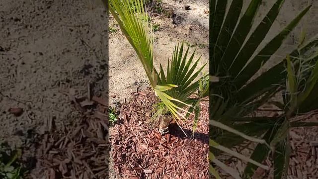 Washingtonia filifera смотреть онлайн