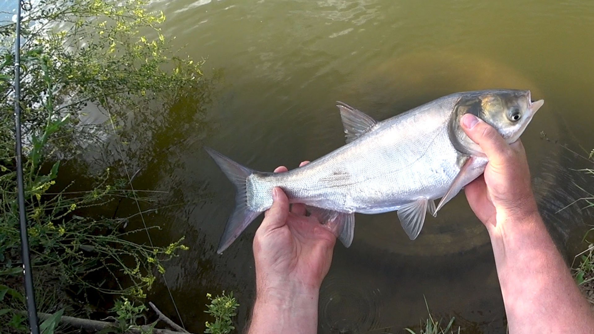 Мелкий толстолоб не дает клевать крупному. смотреть онлайн