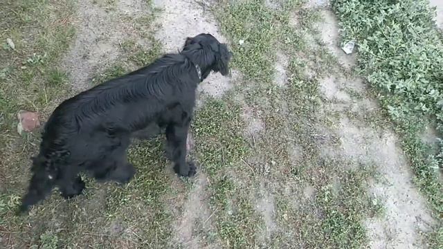 Спаниэль охотник смотреть онлайн