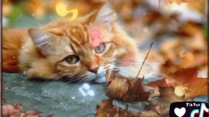 СИМБА РЫЖИЙ ?КОТИК.Милый Кудряшка ТИК ТОК/ТРЕНДЫ