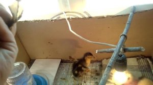 Утята,мохнатые комочки радости.