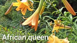 Лилии трубчатые и ЛО-гибриды.