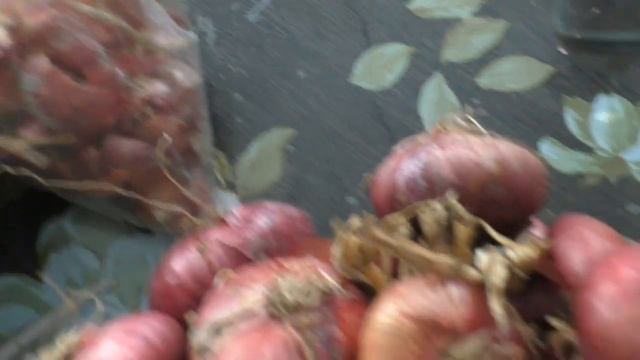 Как посадить лук дома смотреть онлайн