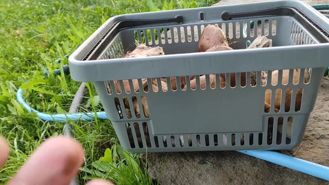 грибная неделя )))маринуем подберёзовик и подосиновик. смотреть онлайн