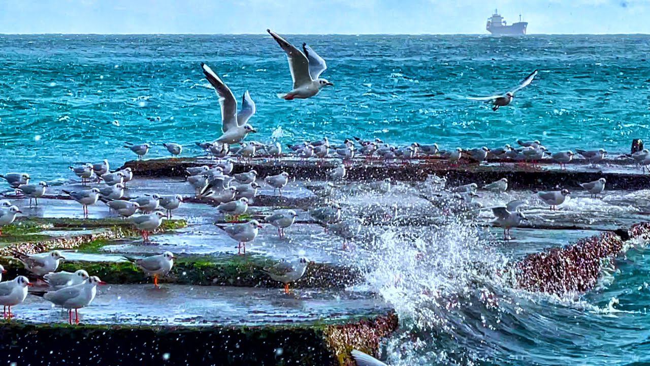 Дворец в Крыму. Что происходит с погодой. Массандровский Пляж в Ялте завезли ЩЕБЕНЬ Показываю ПРАВДУ смотреть онлайн