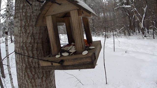 Зимний лес и кормушка для птиц [Winter forest and bird feeder] смотреть онлайн