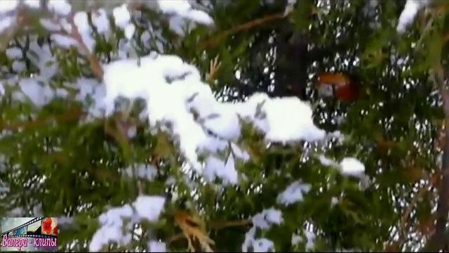 Вадим Наместников - Снежинки февраля