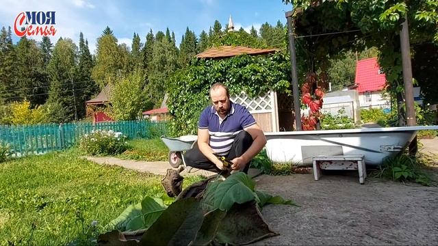 Осень на даче 2020/наша земляника осенью/подготовка ДАЧИ к зимовке/моя семья/семейный влог/family смотреть онлайн