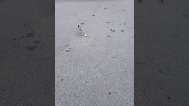 баклан птичка смотреть онлайн