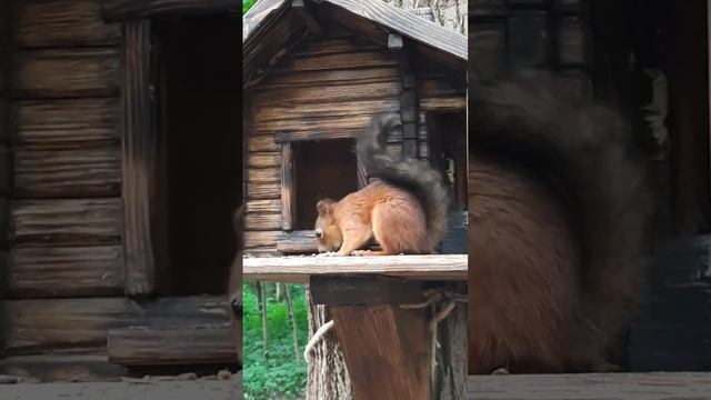 Белочки в парке Санкт-Петербурга смотреть онлайн