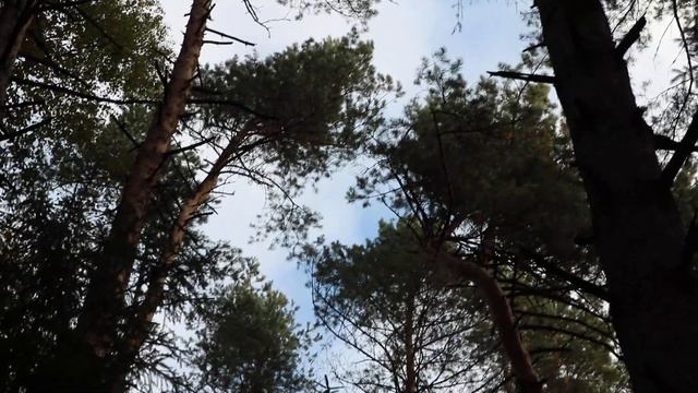 Состязания РЕЛ по белке в МО. Сентябрь 2019г. смотреть онлайн