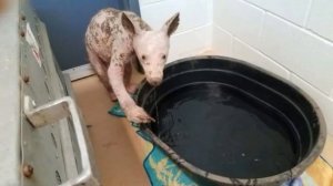 НАШЛИ ЧУПАКАБРУ.  НО ЭТО ОКАЗАЛАСЬ САМАЯ МИЛАЯ ЧУПАКАБРА