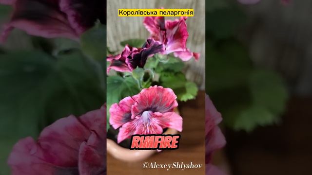 Королівська пеларгонія Rimfire смотреть онлайн
