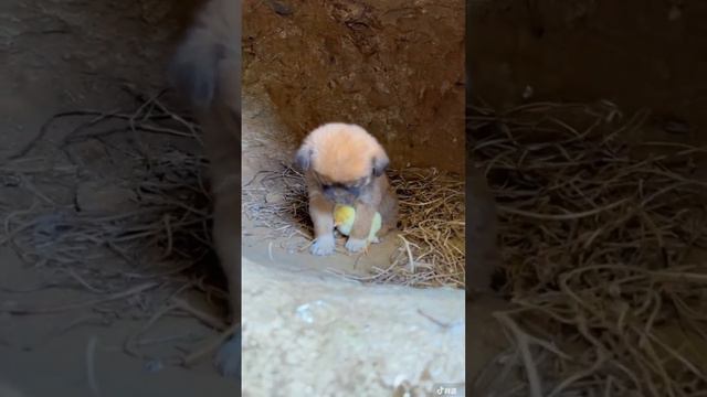 Buồn ngủ mà bắt trông em смотреть онлайн