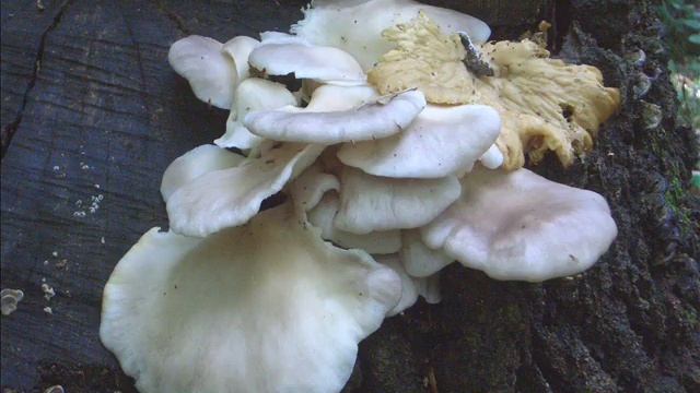 Pleurotus cornucopiae смотреть онлайн