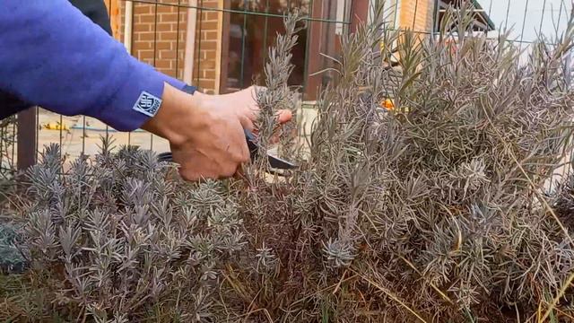 ЛАВАНДА. Як обрізати лаванду? Обрізка лаванди навесні. 𝗟𝗮𝘃𝗮𝗻𝗱𝘂𝗹𝗮 𝗮𝗻𝗴𝘂𝘀𝘁𝗶𝗳𝗼𝗹𝗶𝗮 смотреть онлайн