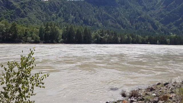Полноводная Катунь в июне 2023 года... смотреть онлайн