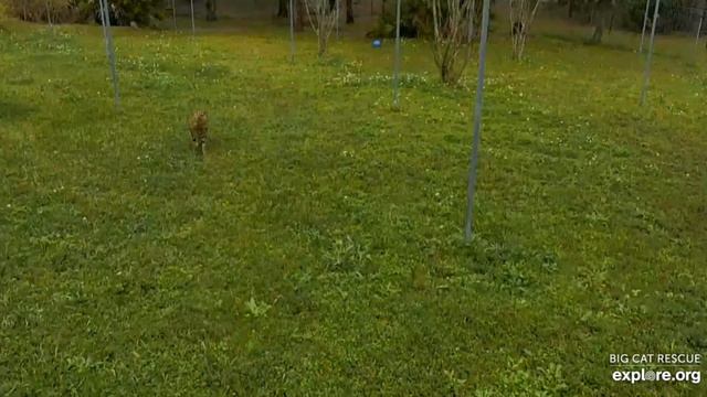 How fast is a serval you ask? This fast! Nala serval at Big Cat Rescue. смотреть онлайн