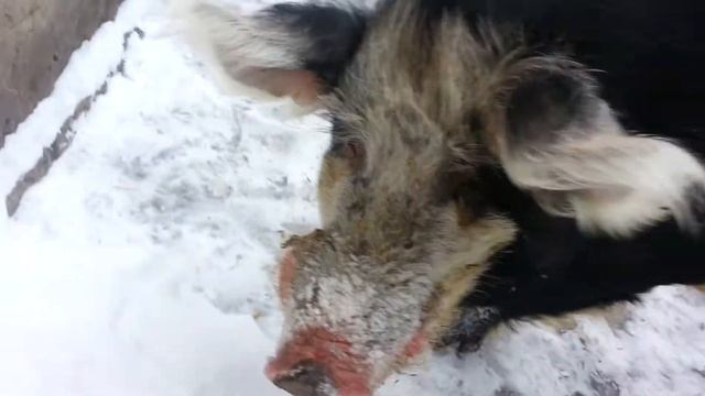 Хряк Яша 2 года, вес 250-300 кг. смотреть онлайн