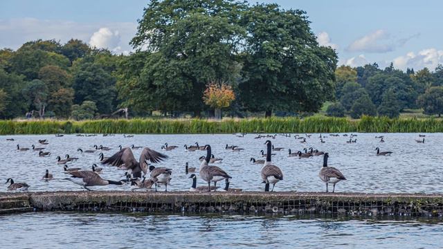 NATIONAL TRUST * TATTON PARK, ENGLAND 사슴과 함께 걷는 영국 타톤 자연공원 나들이 смотреть онлайн