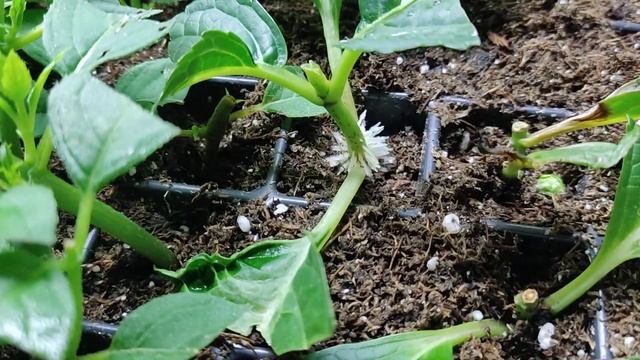 22.06.2023.Укореняю черенки метельчатой гортензии? в кассете. смотреть онлайн