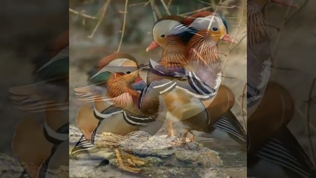 Мандаринка - самая красивая утка в мире смотреть онлайн