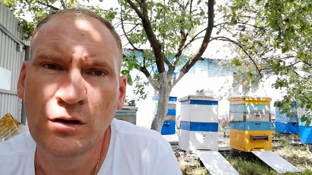 Как собрать прополис. смотреть онлайн