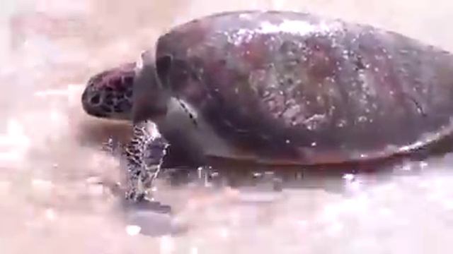 Sri Lanka. Trincomalee. A group of Sri Lankan fishermen pull a net with a catch from the ocean. смотреть онлайн