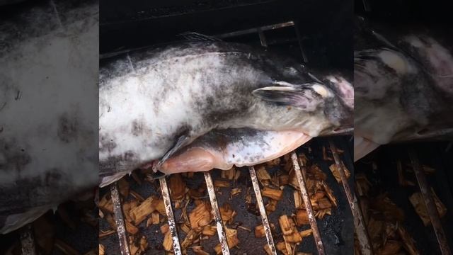 Сом горячего копчения! Супер вкусно! смотреть онлайн