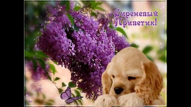 ТЁПЛЫЙ ПРИВЕТ? СОЛНЕЧНЫЙ ПРИВЕТ, УЛЫБНИСЬ В ОТВЕТ?ПУСТЬ У ВАС ВСЁ БУДЕТ ХОРОШО? ВИДЕО ПОЖЕЛАНИЕ? смотреть онлайн