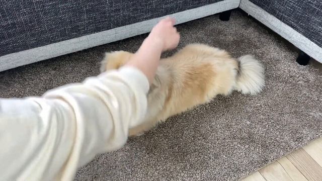 КАК НАУЧИТЬ СОБАКУ КОМАНДЕ ЛЕЖАТЬ: быстро и просто смотреть онлайн