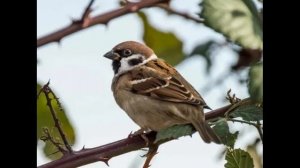 С.Я. Маршак. "Весенняя песенка" (стихотворение)