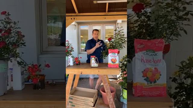 How to Care For Roses смотреть онлайн