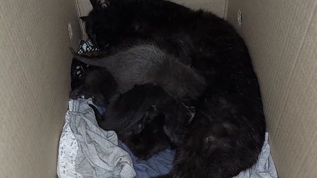 КОШКА Принесла Своих четырех Котят