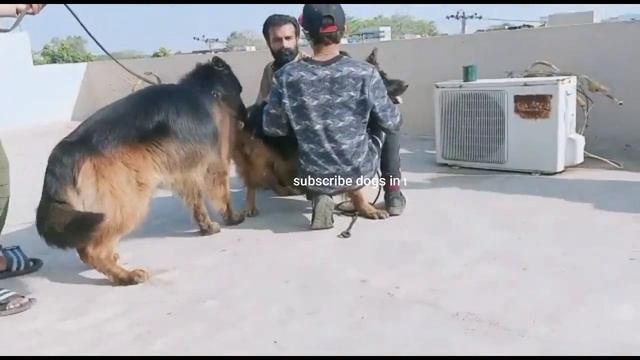 german shepherd Longcoat meet done ¹².¹⁰.2021! How to cross German shepherd female смотреть онлайн