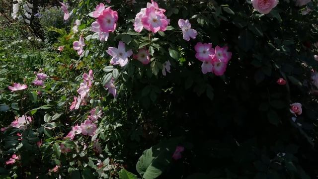 Парковые розы. Розы Шрабы. Сорта роз. смотреть онлайн