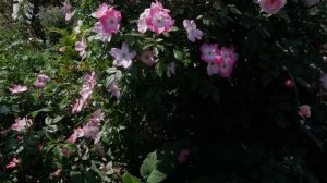 Парковые розы. Розы Шрабы. Сорта роз.