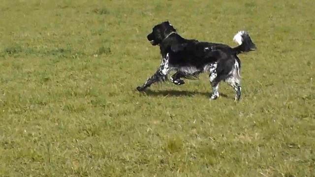 Large Munsterlander - Crumpsbrook Robinia (Oscar) смотреть онлайн