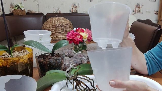 У орхидеи вялые листья и нет корней .Как вернуть тургор листа и нарастить корни. Мои результаты. смотреть онлайн