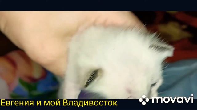 дегу и котята в клетке. смотреть онлайн